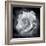 Composing of a White Rose Layered with Blossoms Infront of Black Background-Alaya Gadeh-Framed Photographic Print