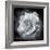 Composing of a White Rose Layered with Blossoms Infront of Black Background-Alaya Gadeh-Framed Photographic Print