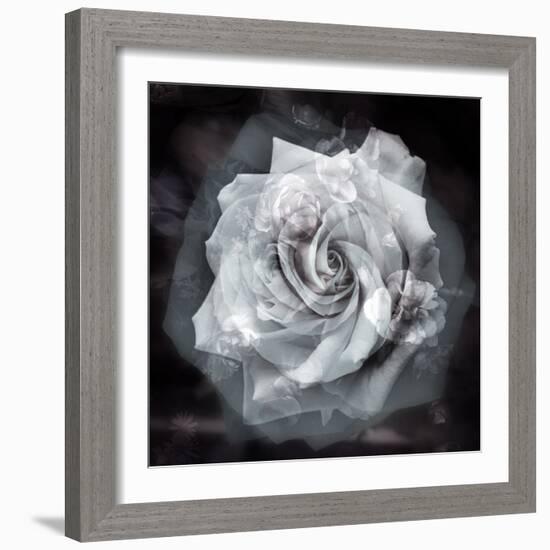 Composing of a White Rose Layered with Blossoms Infront of Black Background-Alaya Gadeh-Framed Photographic Print