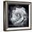 Composing of a White Rose Layered with Blossoms Infront of Black Background-Alaya Gadeh-Framed Photographic Print