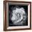 Composing of a White Rose Layered with Blossoms Infront of Black Background-Alaya Gadeh-Framed Photographic Print