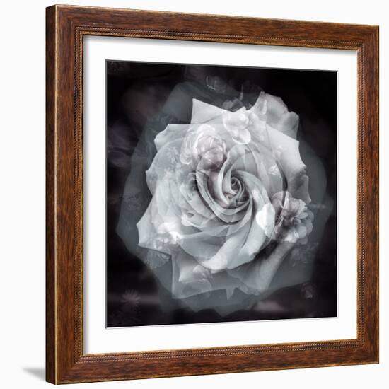 Composing of a White Rose Layered with Blossoms Infront of Black Background-Alaya Gadeh-Framed Photographic Print