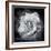 Composing of a White Rose Layered with Blossoms Infront of Black Background-Alaya Gadeh-Framed Photographic Print