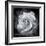 Composing of a White Rose Layered with Blossoms Infront of Black Background-Alaya Gadeh-Framed Photographic Print