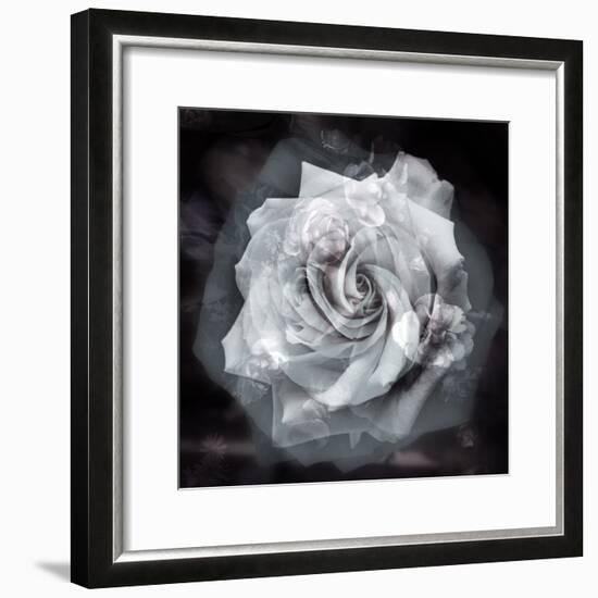 Composing of a White Rose Layered with Blossoms Infront of Black Background-Alaya Gadeh-Framed Photographic Print