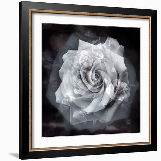 Composing of a White Rose Layered with Blossoms Infront of Black Background-Alaya Gadeh-Framed Photographic Print