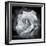 Composing of a White Rose Layered with Blossoms Infront of Black Background-Alaya Gadeh-Framed Photographic Print