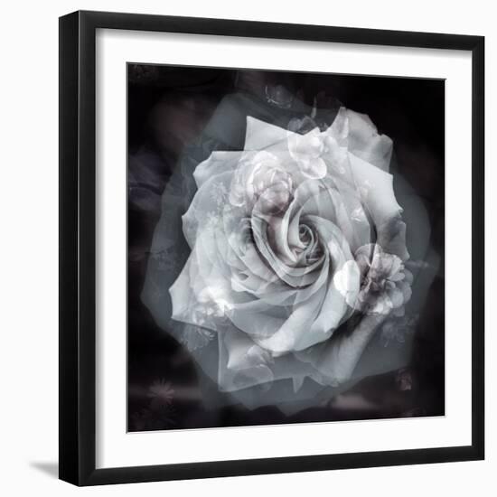 Composing of a White Rose Layered with Blossoms Infront of Black Background-Alaya Gadeh-Framed Photographic Print