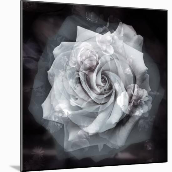 Composing of a White Rose Layered with Blossoms Infront of Black Background-Alaya Gadeh-Mounted Photographic Print