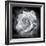 Composing of a White Rose Layered with Blossoms Infront of Black Background-Alaya Gadeh-Framed Photographic Print