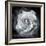 Composing of a White Rose Layered with Blossoms Infront of Black Background-Alaya Gadeh-Framed Photographic Print