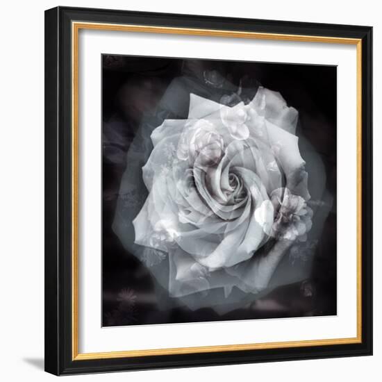 Composing of a White Rose Layered with Blossoms Infront of Black Background-Alaya Gadeh-Framed Photographic Print