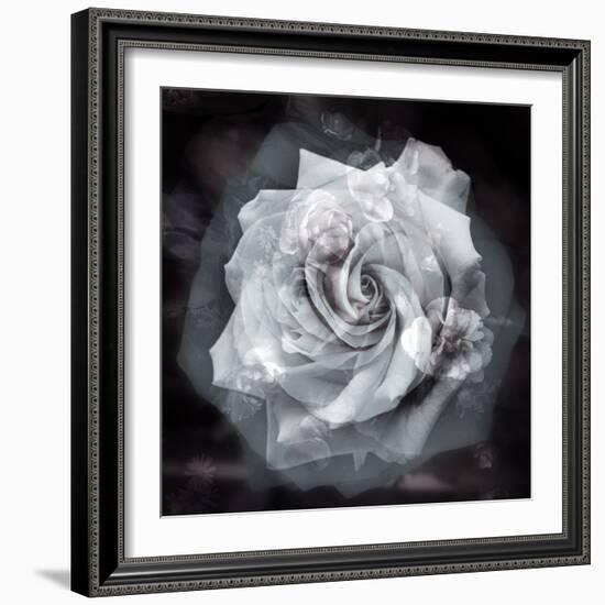 Composing of a White Rose Layered with Blossoms Infront of Black Background-Alaya Gadeh-Framed Premium Photographic Print