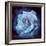 Composing of a White Rose Layered with Blue Tones and Blossoms-Alaya Gadeh-Framed Photographic Print