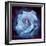 Composing of a White Rose Layered with Blue Tones and Blossoms-Alaya Gadeh-Framed Photographic Print