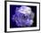 Composing of a White Rose with Purple Tones Infront of Black Background-Alaya Gadeh-Framed Photographic Print