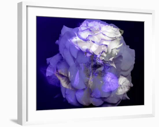 Composing of a White Rose with Purple Tones Infront of Black Background-Alaya Gadeh-Framed Photographic Print