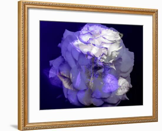 Composing of a White Rose with Purple Tones Infront of Black Background-Alaya Gadeh-Framed Photographic Print