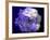 Composing of a White Rose with Purple Tones Infront of Black Background-Alaya Gadeh-Framed Photographic Print