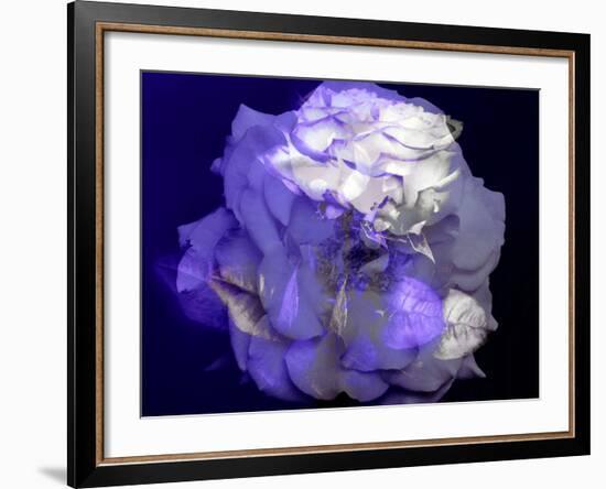 Composing of a White Rose with Purple Tones Infront of Black Background-Alaya Gadeh-Framed Photographic Print