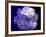 Composing of a White Rose with Purple Tones Infront of Black Background-Alaya Gadeh-Framed Photographic Print