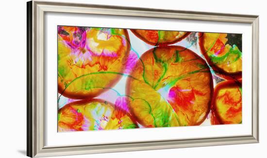 Composing of Blossoms and Slices of Orange-Alaya Gadeh-Framed Photographic Print