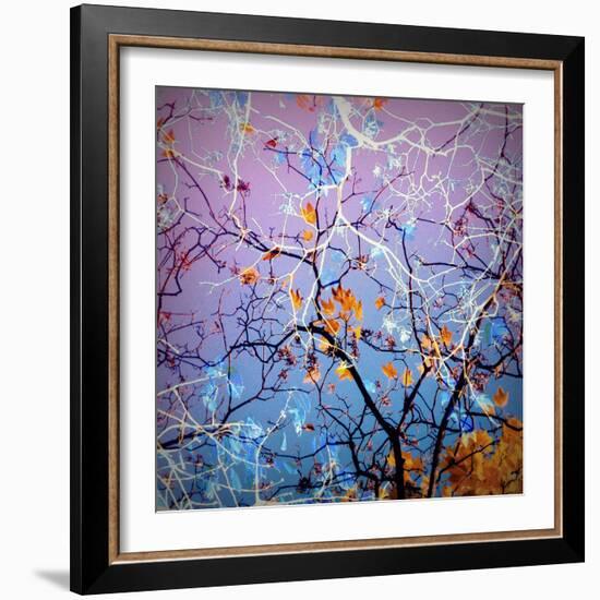 Composing of Coloured Branches-Alaya Gadeh-Framed Photographic Print