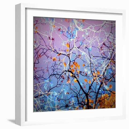 Composing of Coloured Branches-Alaya Gadeh-Framed Photographic Print