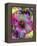 Composing of Coloured Flowers-Alaya Gadeh-Framed Premier Image Canvas