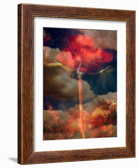 Composing, Red Rose Towards Cloudy Sky-Alaya Gadeh-Framed Photographic Print