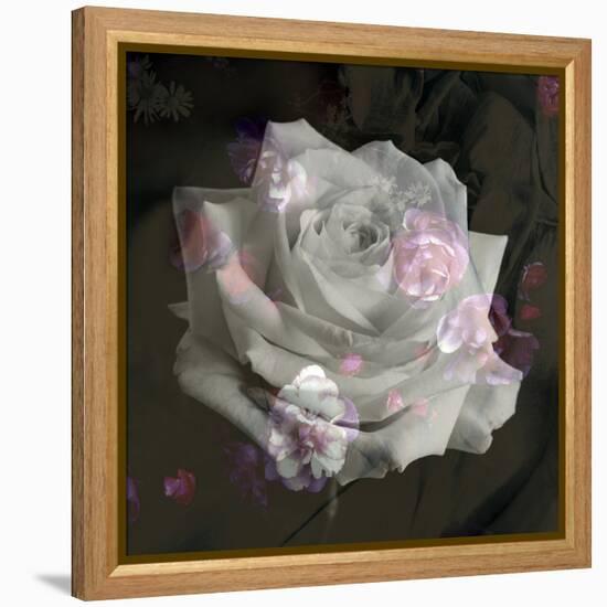 Composing, White Rose Layered with Pink Blossoms on Black Background-Alaya Gadeh-Framed Premier Image Canvas