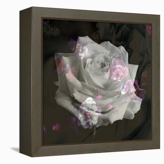 Composing, White Rose Layered with Pink Blossoms on Black Background-Alaya Gadeh-Framed Premier Image Canvas