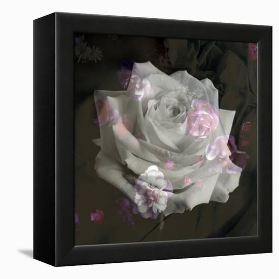 Composing, White Rose Layered with Pink Blossoms on Black Background-Alaya Gadeh-Framed Premier Image Canvas