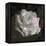 Composing, White Rose Layered with Pink Blossoms on Black Background-Alaya Gadeh-Framed Premier Image Canvas