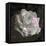 Composing, White Rose Layered with Pink Blossoms on Black Background-Alaya Gadeh-Framed Premier Image Canvas