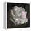 Composing, White Rose Layered with Pink Blossoms on Black Background-Alaya Gadeh-Framed Premier Image Canvas