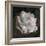 Composing, White Rose Layered with Pink Blossoms on Black Background-Alaya Gadeh-Framed Photographic Print