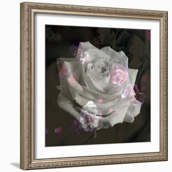 Composing, White Rose Layered with Pink Blossoms on Black Background-Alaya Gadeh-Framed Photographic Print