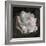 Composing, White Rose Layered with Pink Blossoms on Black Background-Alaya Gadeh-Framed Photographic Print