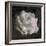 Composing, White Rose Layered with Pink Blossoms on Black Background-Alaya Gadeh-Framed Photographic Print