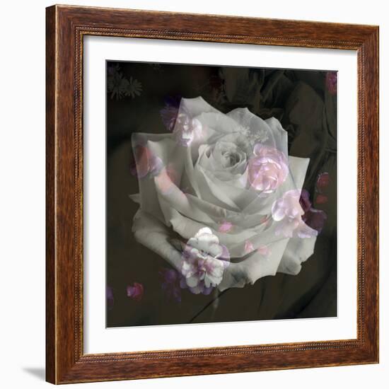 Composing, White Rose Layered with Pink Blossoms on Black Background-Alaya Gadeh-Framed Photographic Print