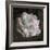 Composing, White Rose Layered with Pink Blossoms on Black Background-Alaya Gadeh-Framed Photographic Print