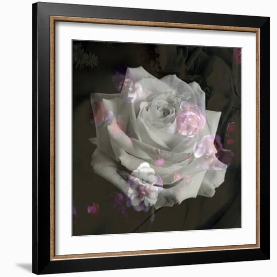 Composing, White Rose Layered with Pink Blossoms on Black Background-Alaya Gadeh-Framed Photographic Print