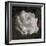 Composing, White Rose Layered with Pink Blossoms on Black Background-Alaya Gadeh-Framed Photographic Print