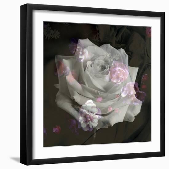 Composing, White Rose Layered with Pink Blossoms on Black Background-Alaya Gadeh-Framed Photographic Print