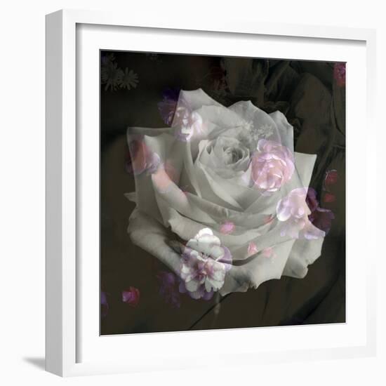 Composing, White Rose Layered with Pink Blossoms on Black Background-Alaya Gadeh-Framed Photographic Print