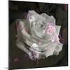 Composing, White Rose Layered with Pink Blossoms on Black Background-Alaya Gadeh-Mounted Photographic Print