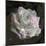 Composing, White Rose Layered with Pink Blossoms on Black Background-Alaya Gadeh-Mounted Photographic Print