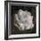 Composing, White Rose Layered with Pink Blossoms on Black Background-Alaya Gadeh-Framed Photographic Print