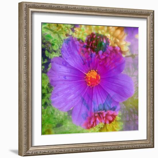 Composing with Coloured Blossoms-Alaya Gadeh-Framed Photographic Print